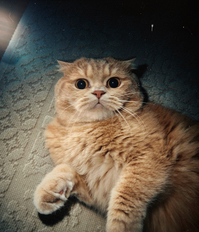 My blood relative, cinnamon